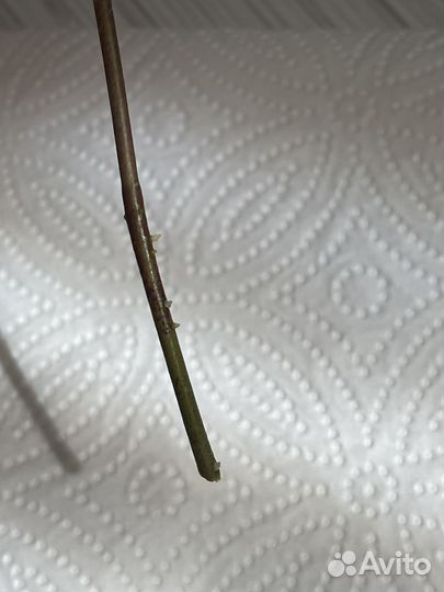 Хойя Mitrata silver (Buntok silver)