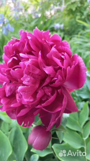 Пион сортовой без названия (цвет фуксия)