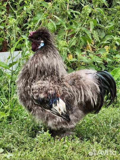 Китайский петух