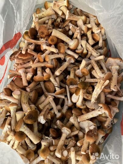 Грибы опята