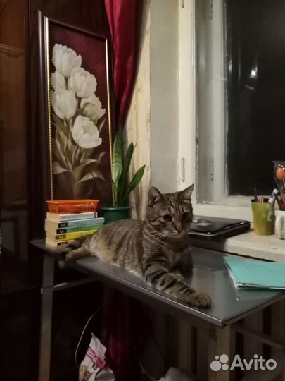 Котоняня передержка