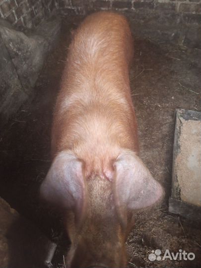 Хряк на племя