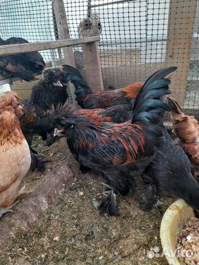 Павловский петух