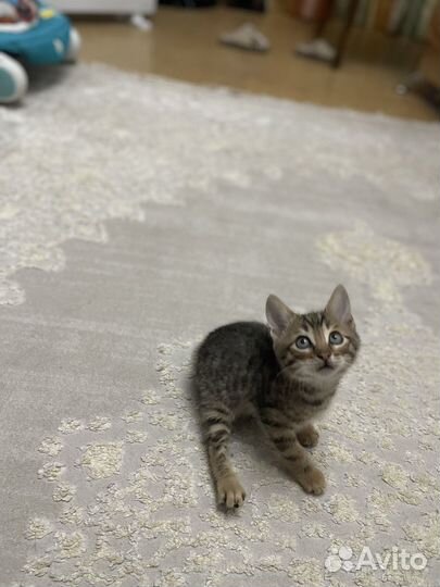 Бенгальские котята