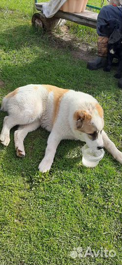 Отдам в добрые руки