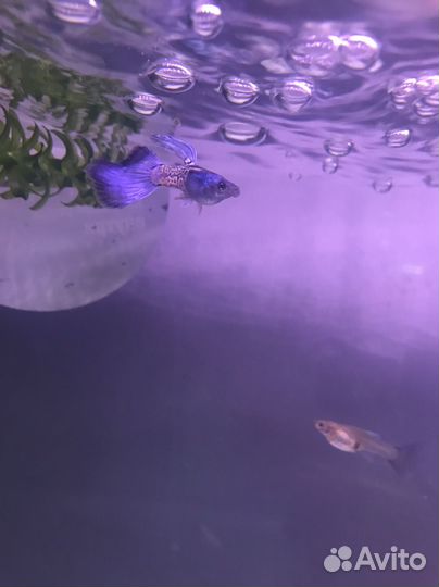 Рыба Гуппи Чистая линия