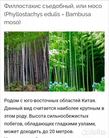 Бамбук филлостахис съедобный