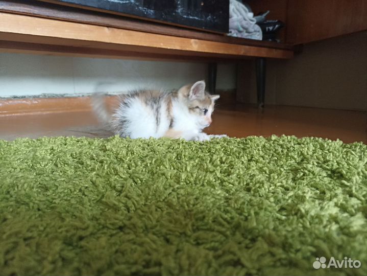 Кошка