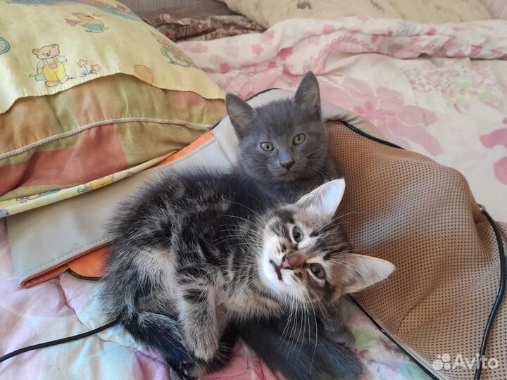 Котята в добрые руки