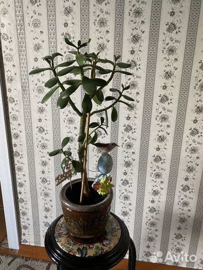 Толстянка (денежное дерево, живое дерево)