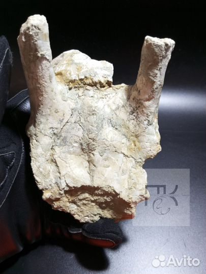 Окаменелость