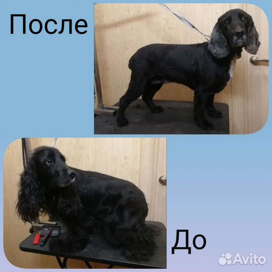 Груминг(стрижка собак)