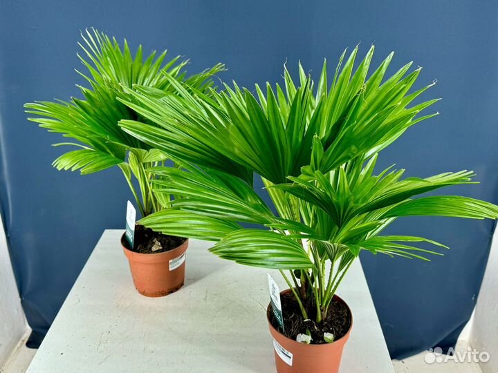 Пальма ливистона ротундифолия. Веерная пальма