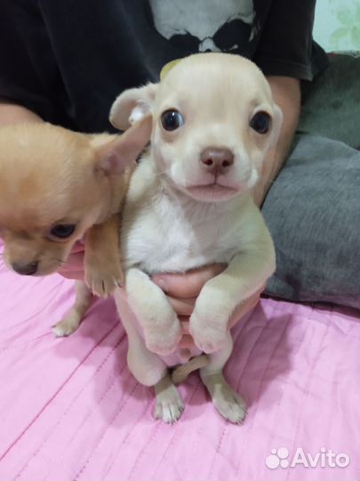 Щенки чихуахуа