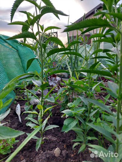 Многолетние растения Вероника