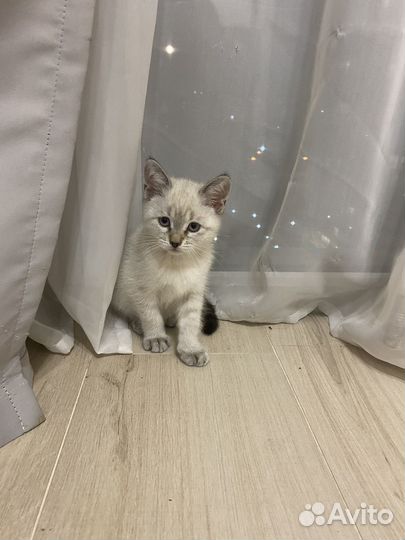 Невская маскарадная кошка