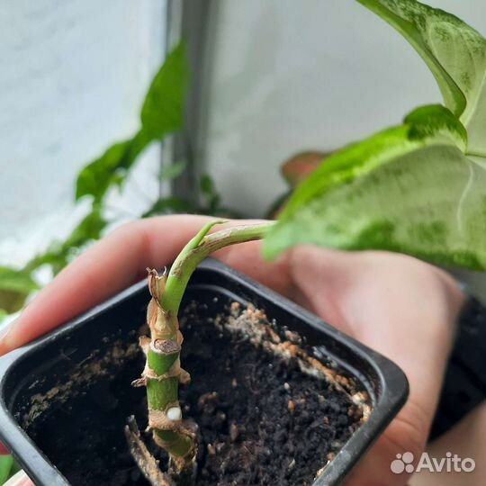 Сингониум white butterfly