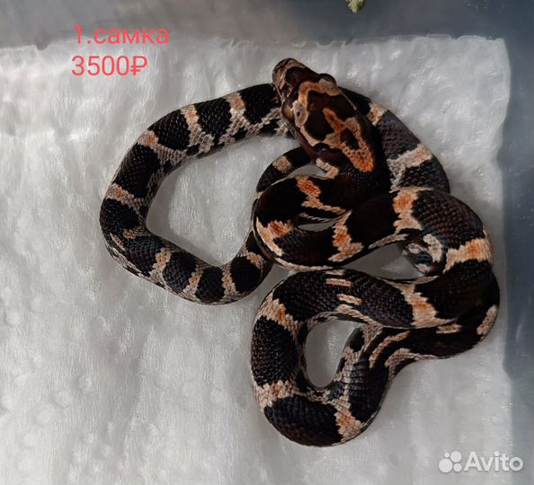 Маисовый полоз okeetee phase het Amel