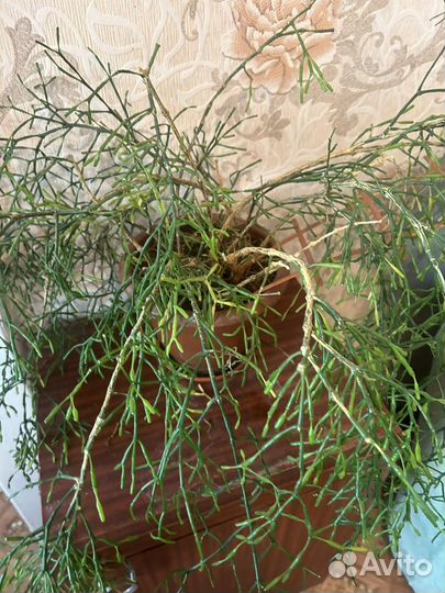 Цветы комнатные