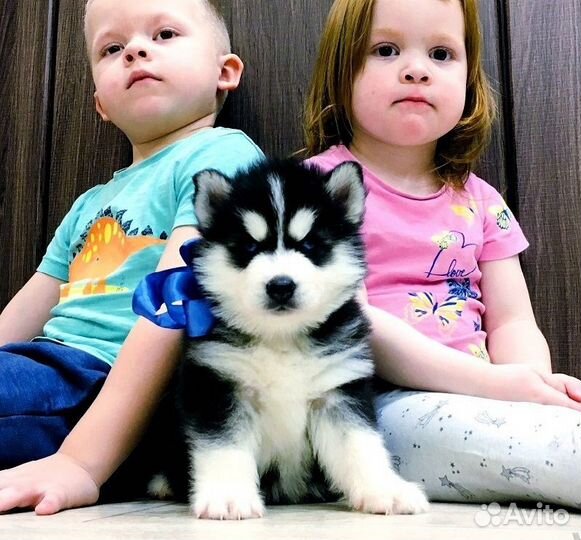 Хаски Щеночки - Отличный Выбор )
