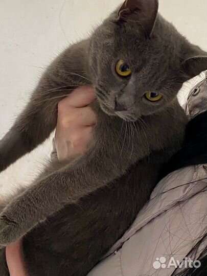Кошки в добрые руки