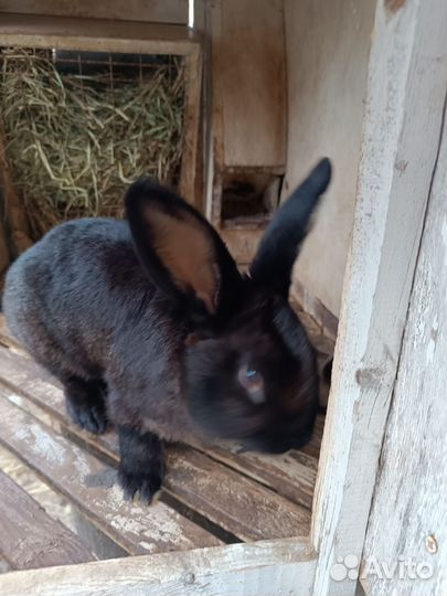 Кролики мясных пород