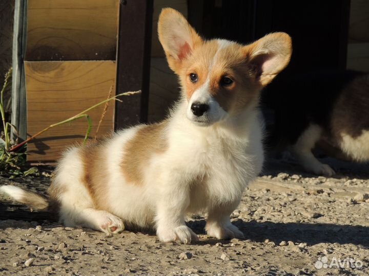 Чудо коржик