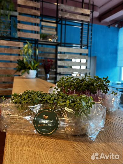 Микрозелень