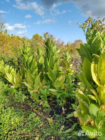 Семена табака