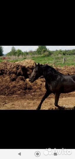 Навоз, перегной:конский,коровий, можно мешками