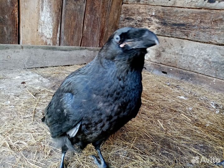 Черный Ворон птенцы