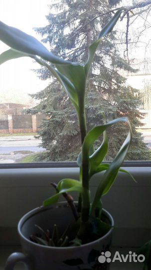 Золотой ус и Бриофилум