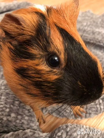 Морская свинка с клеткой