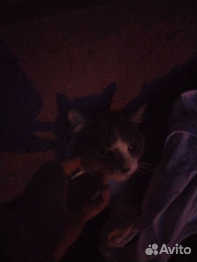 Найдена кошка