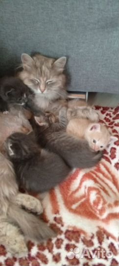 Котята в добрые руки бесплатно
