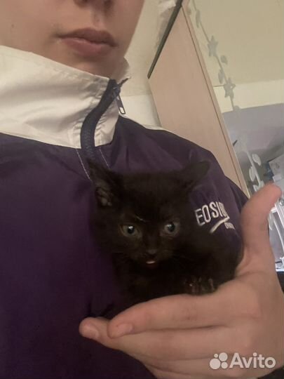 Котята