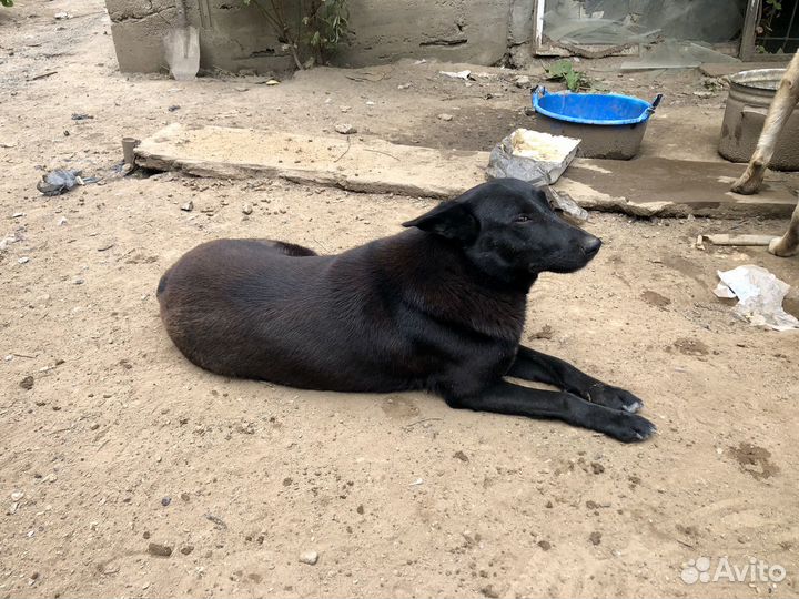 Собака в добрые руки