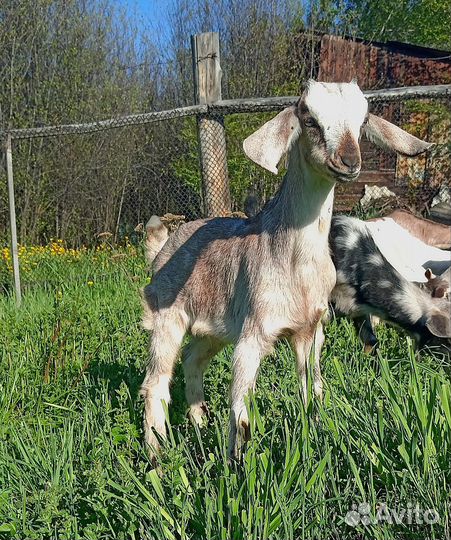 Козлята