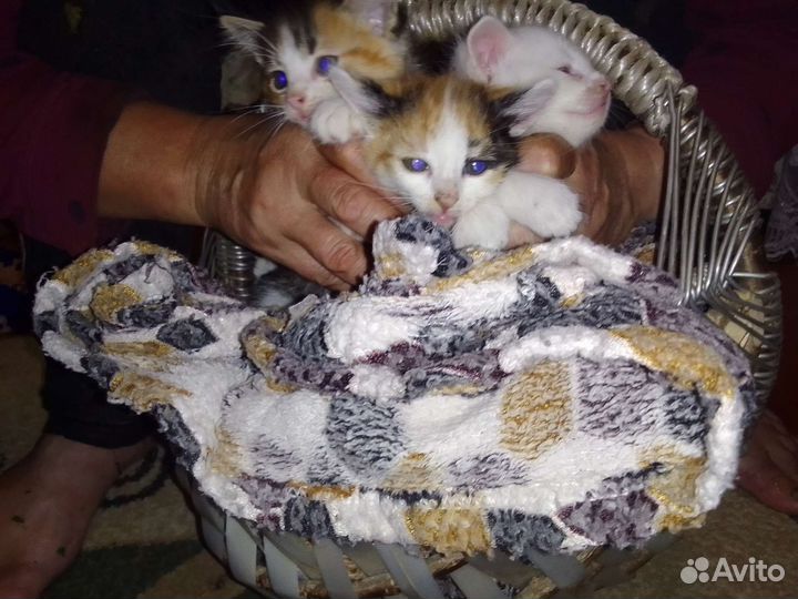 Котята в добрые руки