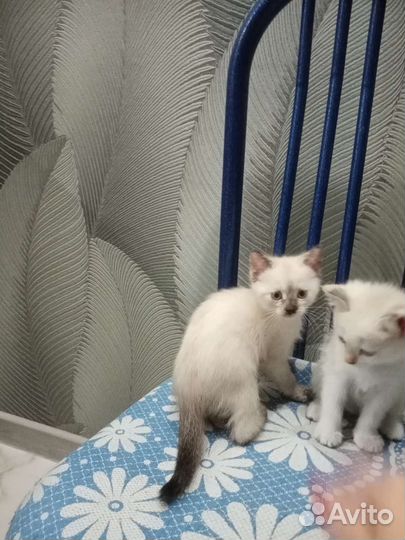 Котята в добрые руки бесплатно