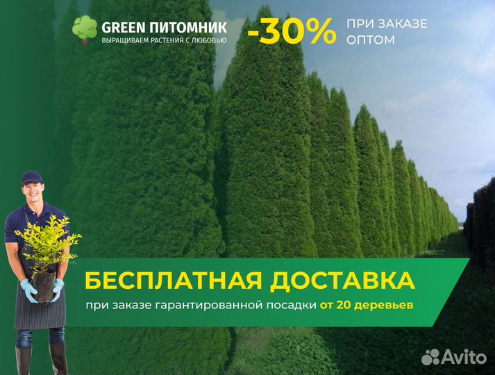 Туя Брабант 2 м