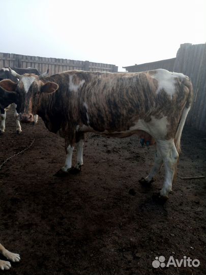 Корова на мясо