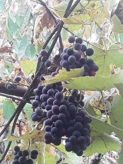 Виноград