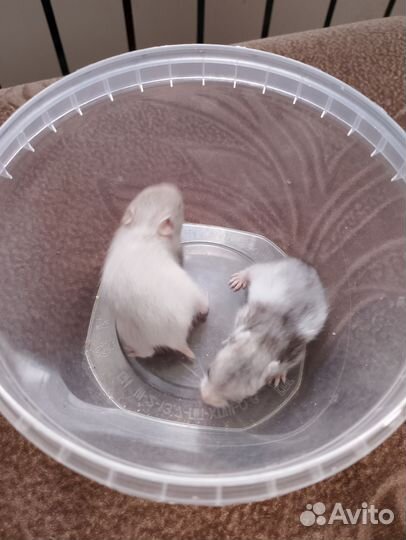 Сирийский хомяк