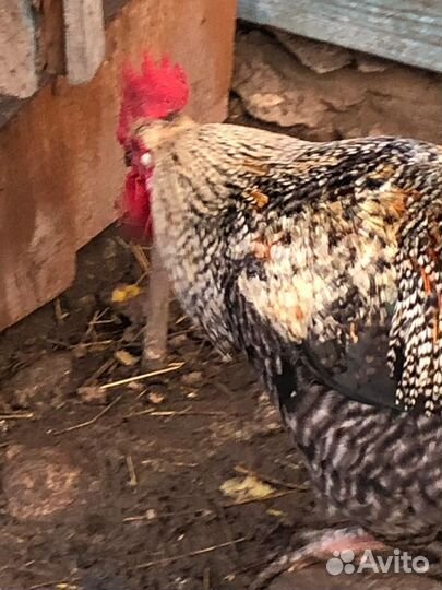 Молодые петухи