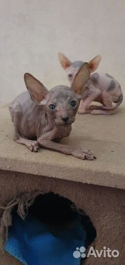 Донской сфинкс