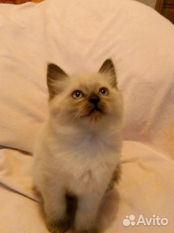 Невская маскарадная - котята объявление продам
