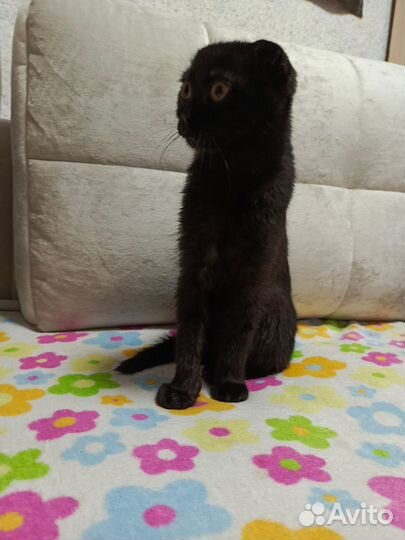 Вислоухая кошка