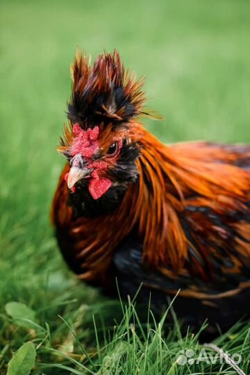 Павловское золото. цыплята в наличии