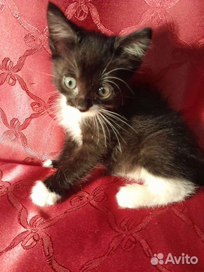 Котята норвежская лесная